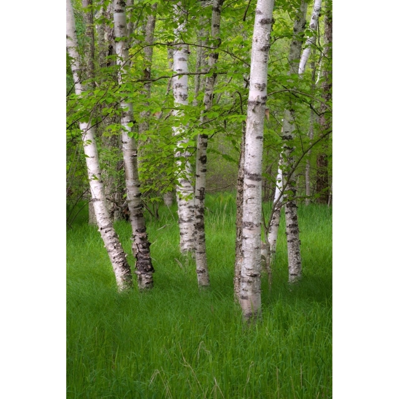 Birch Trees In The Great Meadow Acadia National Park Maine Usa Poster Print (36 X 12)